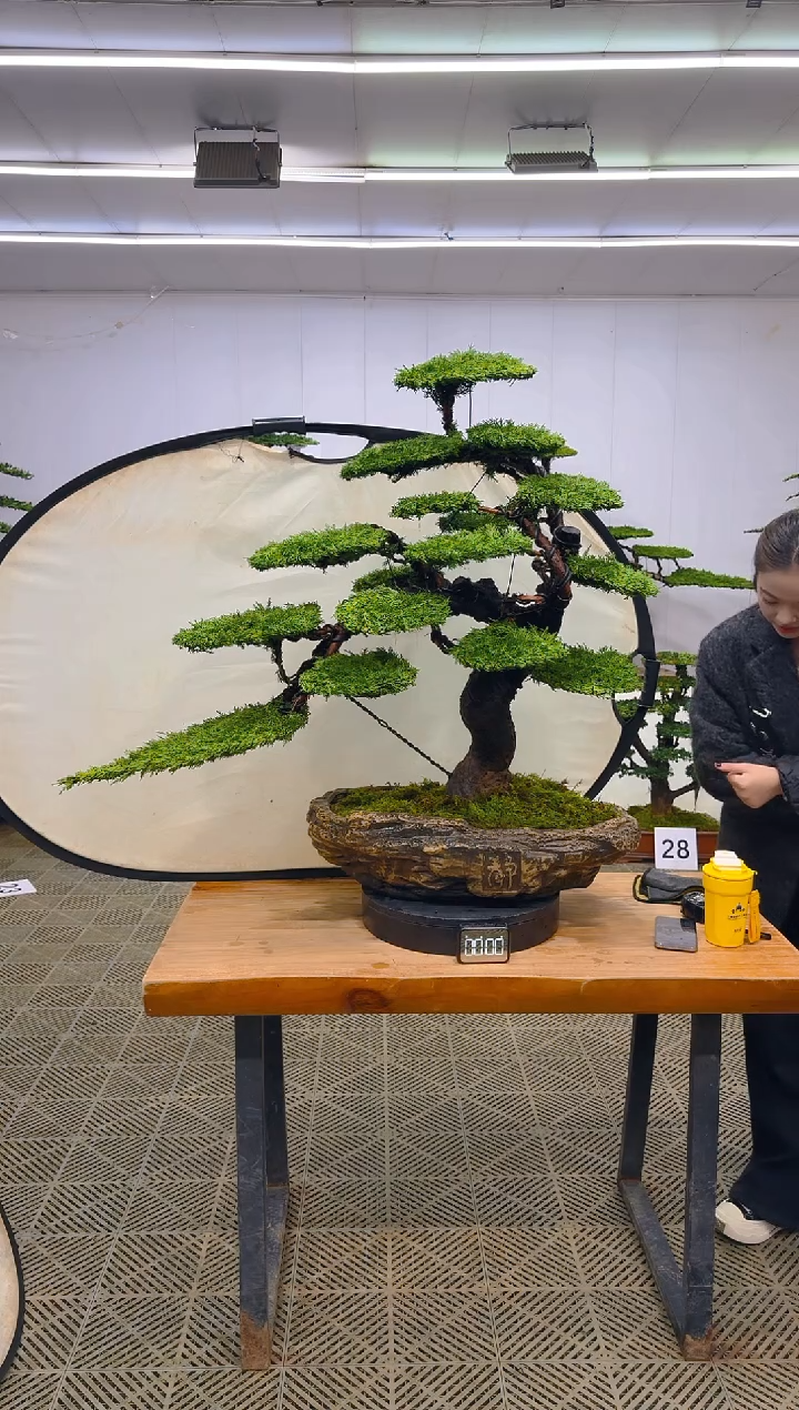 无花朵一物一拍一物一拍