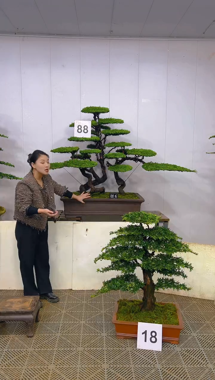 无花朵一物一拍一物一拍