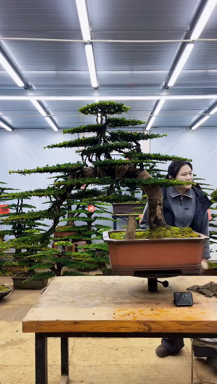 无花朵中*一物一拍，所见即所得