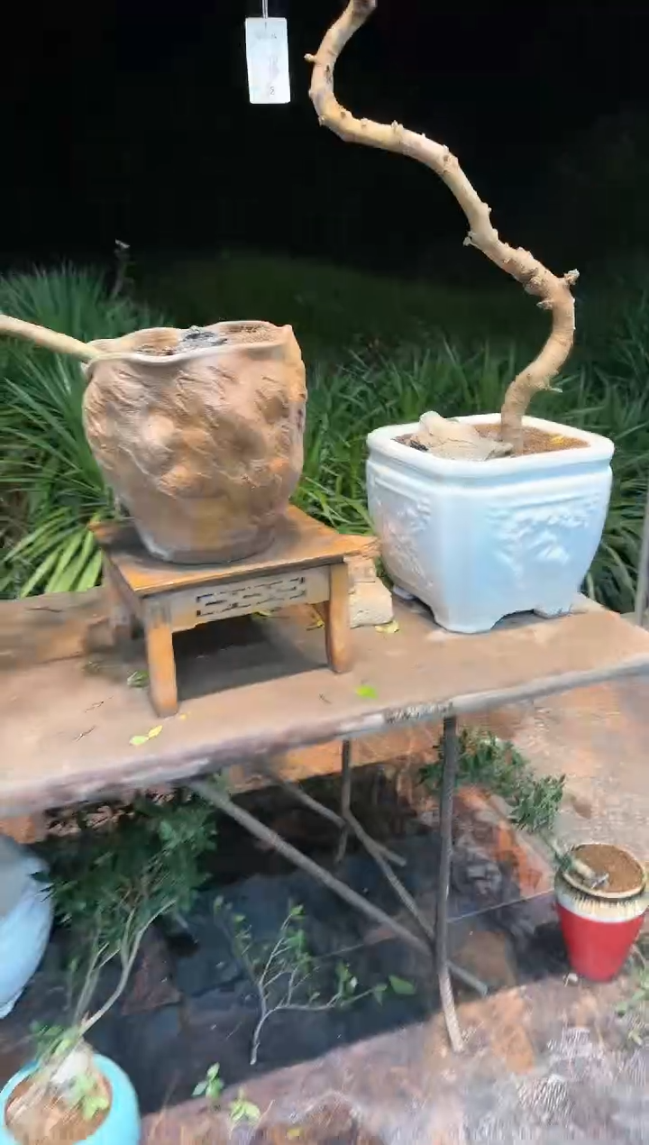 【闪购商品】盆景海岛栀子花