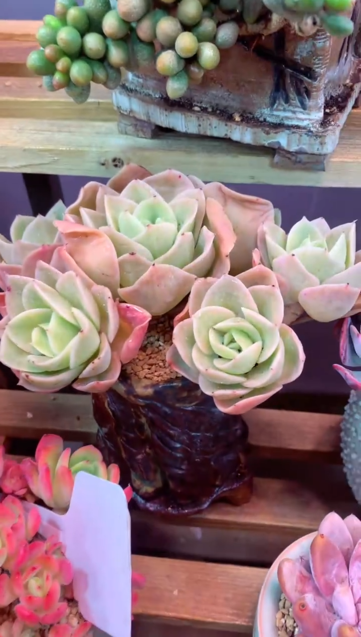 424P（一物一拍，精品多肉，所见即所得 ）