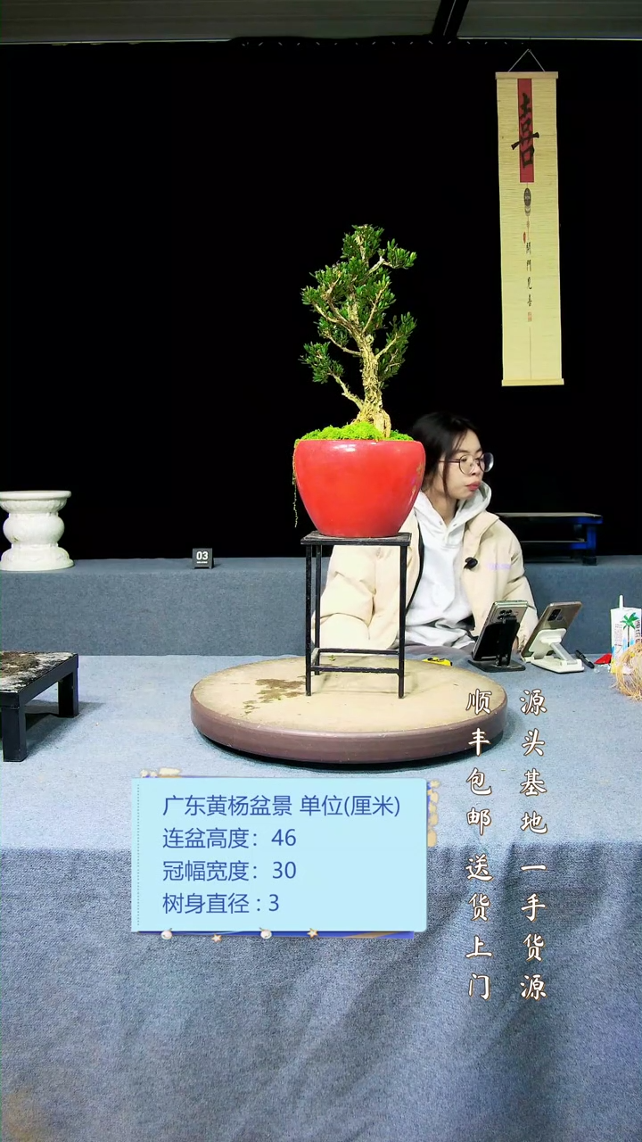 【闪购商品】高端黄杨盆景高端黄杨盆景