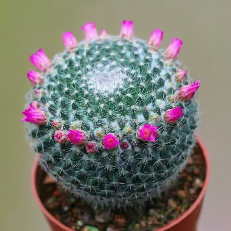 大玉翁仙人球开花室内盆栽办公桌防绿植盆景阳台小植物仙人掌多肉