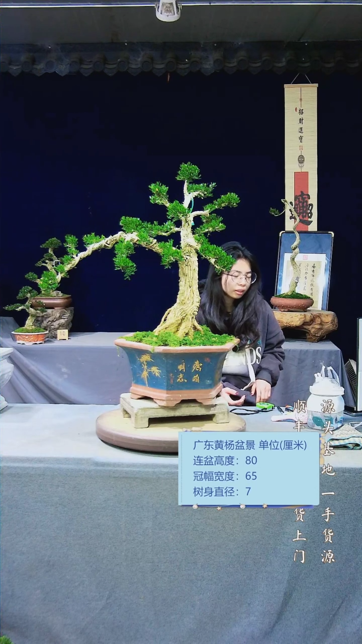 【闪购商品】黄杨盆景黄杨盆景