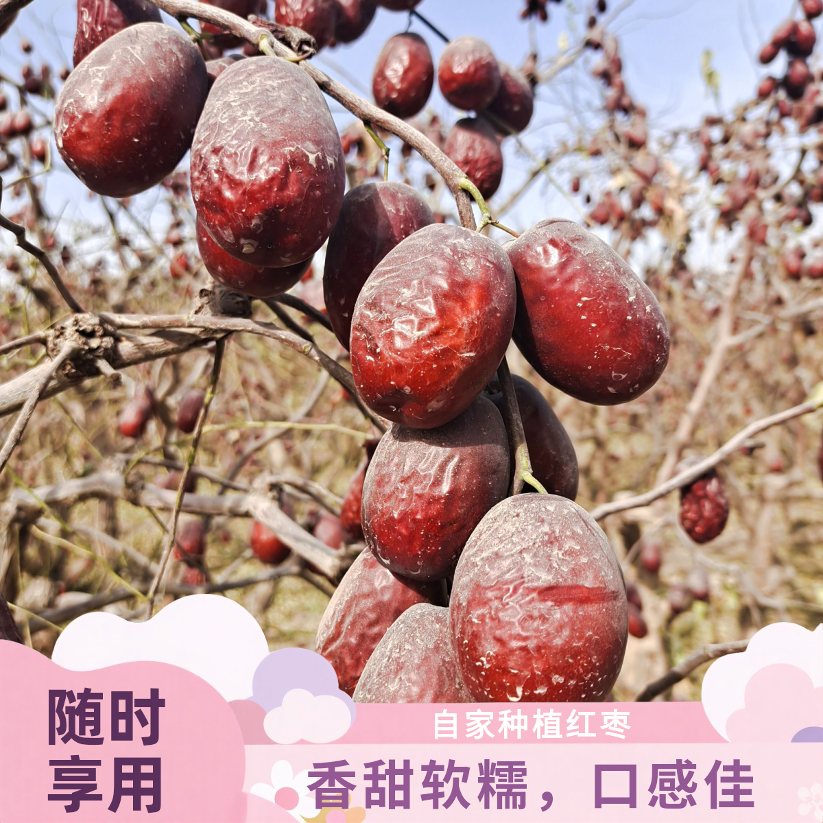 自己家种植和田大枣（一级红枣4CM左右）