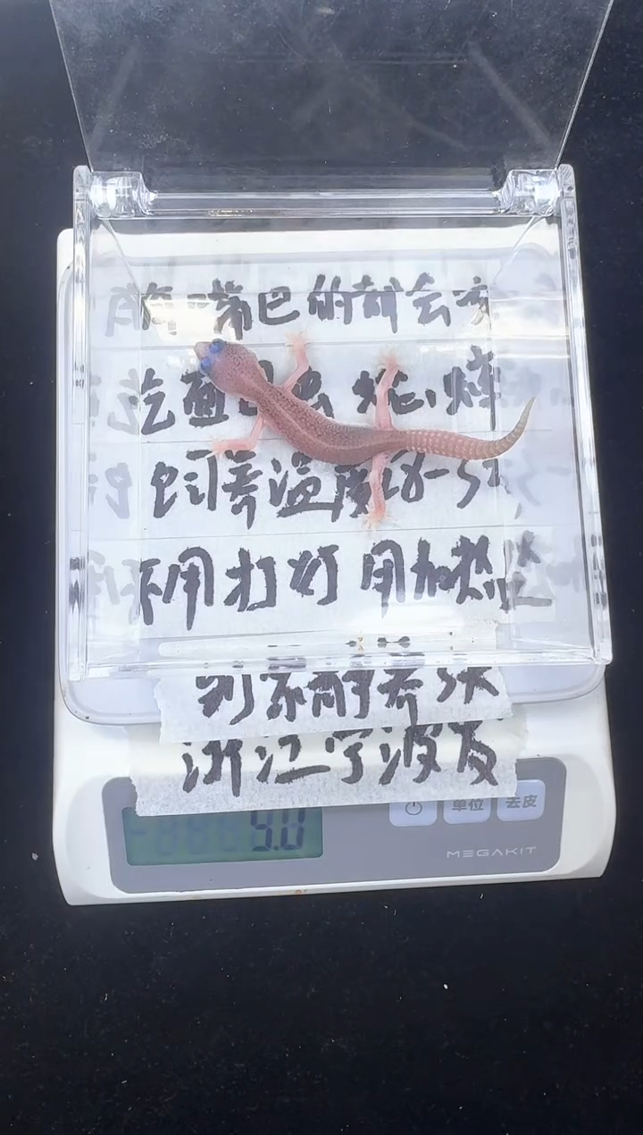 豹纹守宫095豹纹守宫