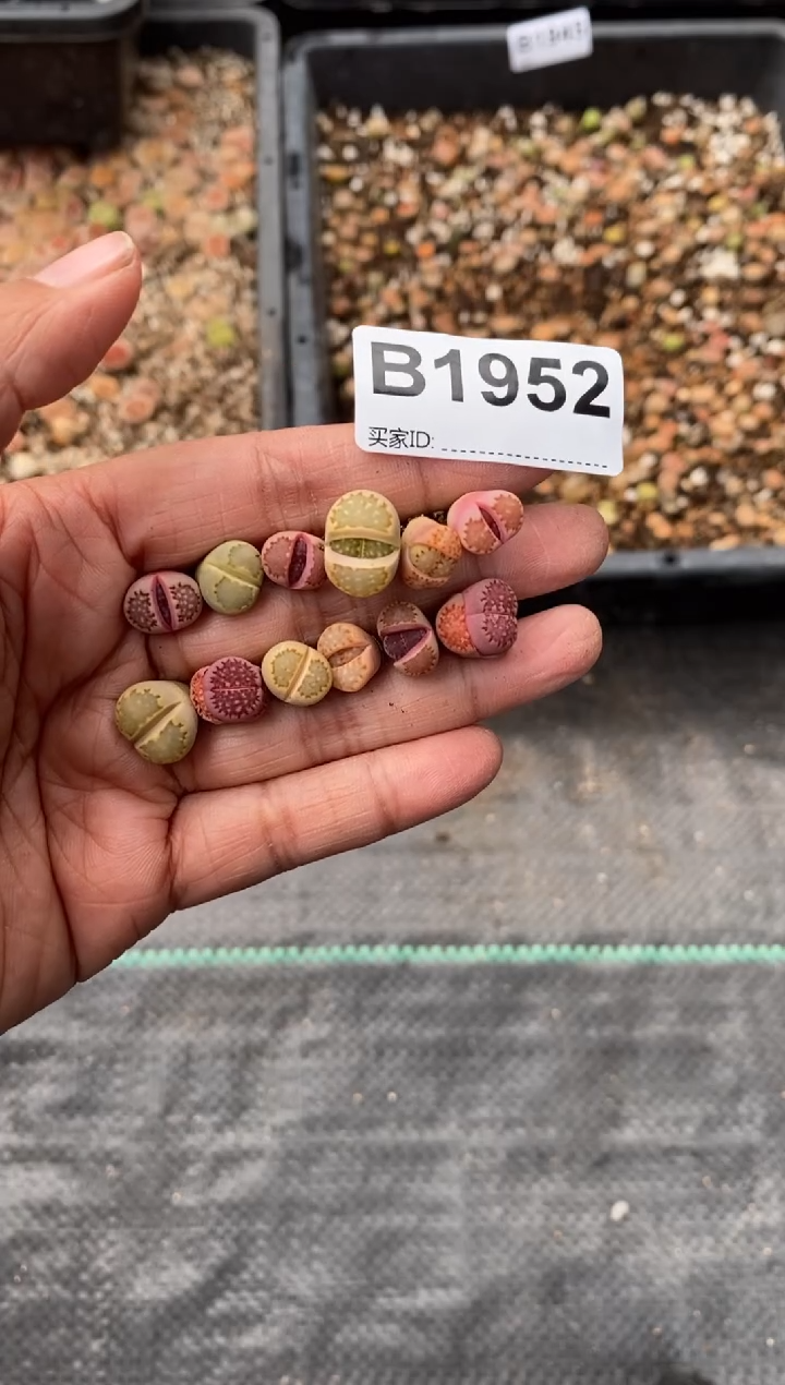 【闪购商品】1952直播一物一拍