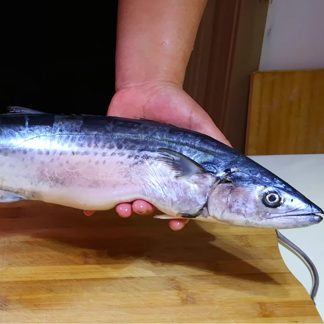 特价福利小鲅鱼 蓝点马鲛鱼 4斤  鲅鱼较嫩偶有破肚 介意勿拍