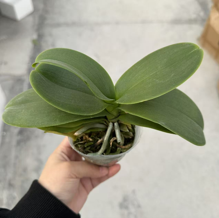 蝴蝶兰花后苗一颗（寒冷地区发水苔 花会冻伤）