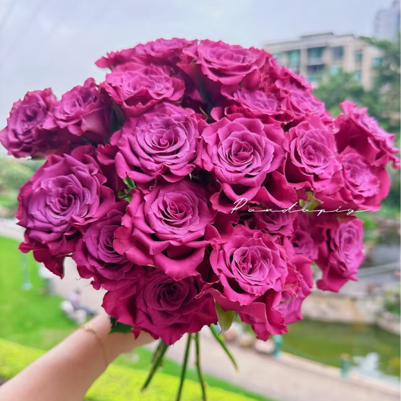 蓝莓多头玫瑰    相同地址任意两单送配草一束