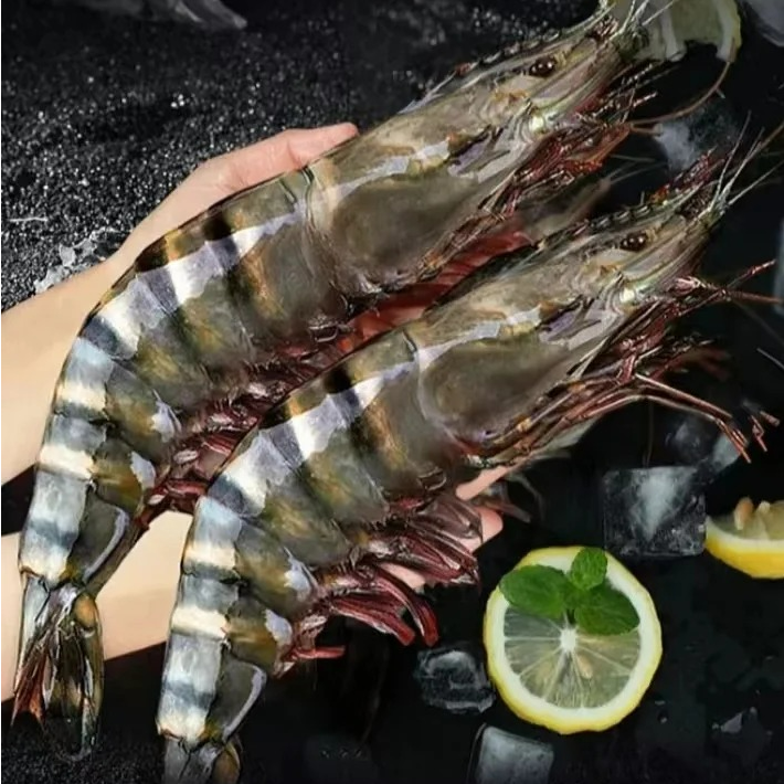 活冻大号黑虎虾 金刚虾 无冰衣（10-13条/斤）2斤/3斤装 顺丰发货
