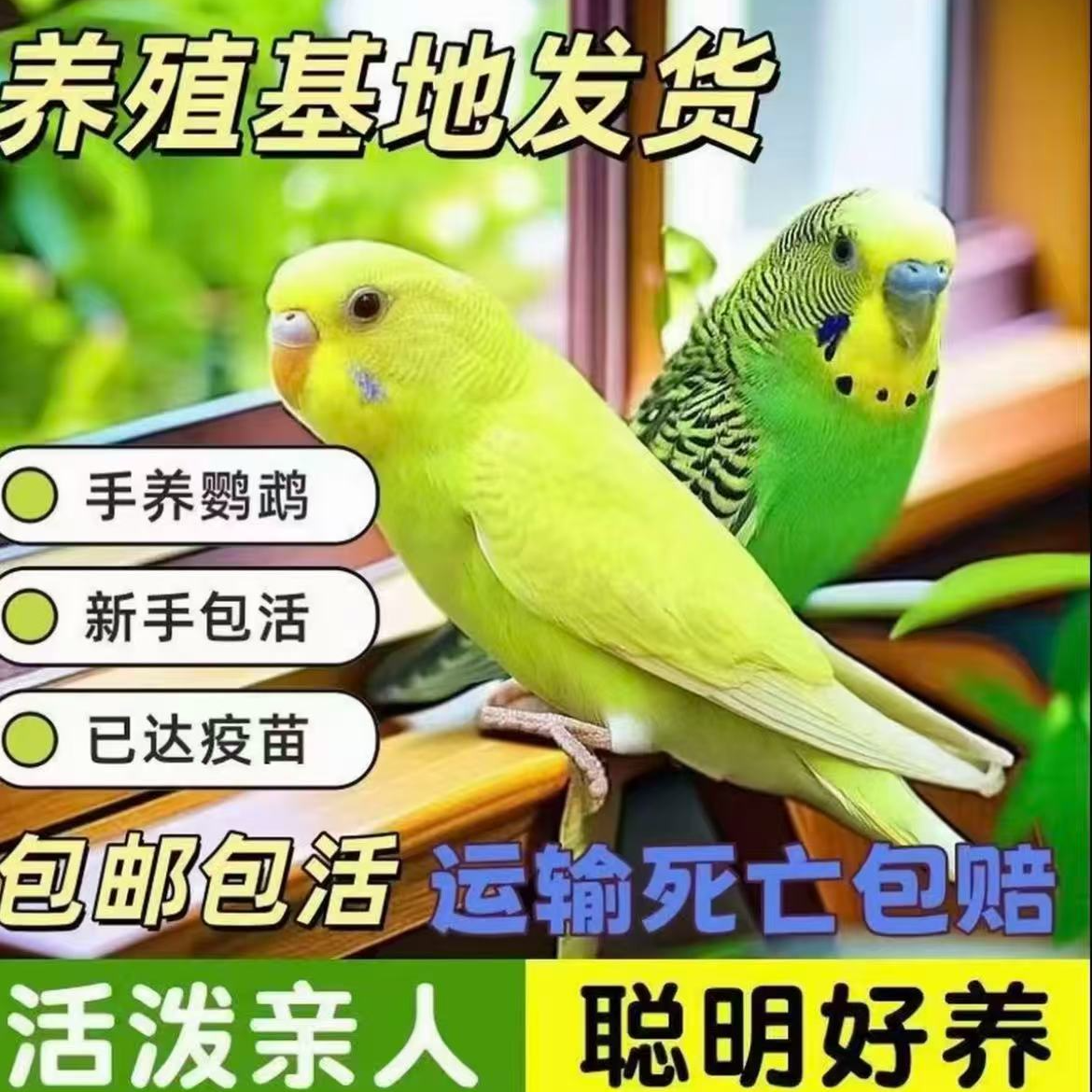 特色大头虎皮鹦鹉观赏小鸟可手养适合家养