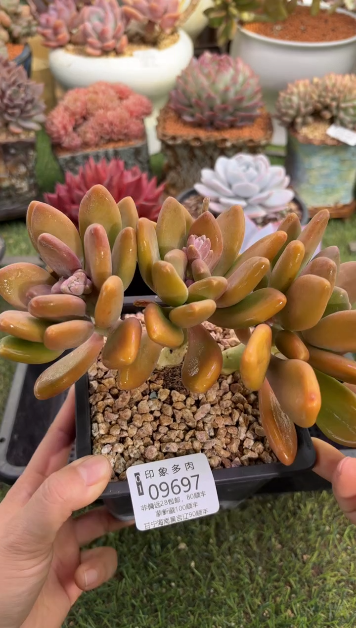 【闪购商品】09697