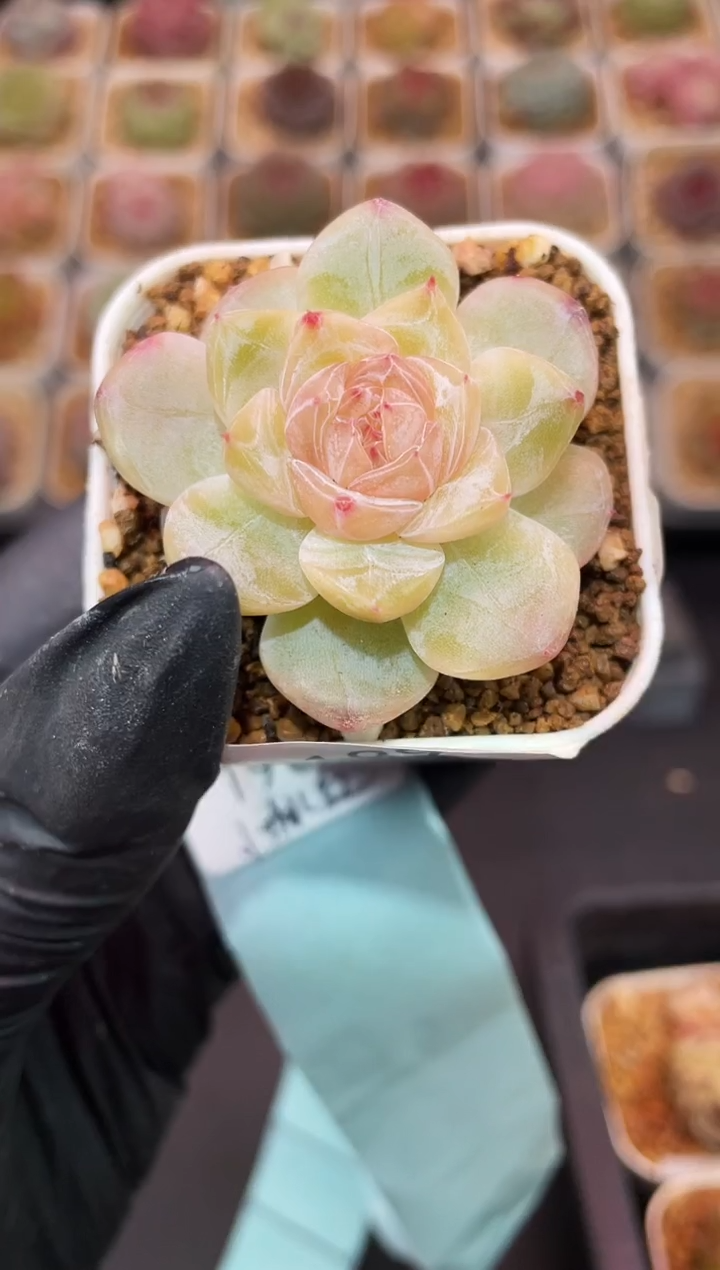 闪购189 绯棠多肉一颗