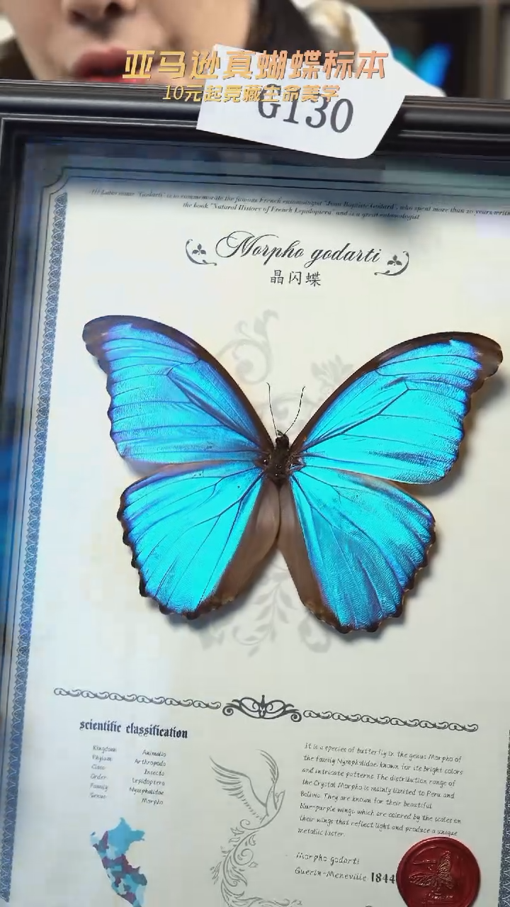 蝴蝶标本摆件竞拍g130