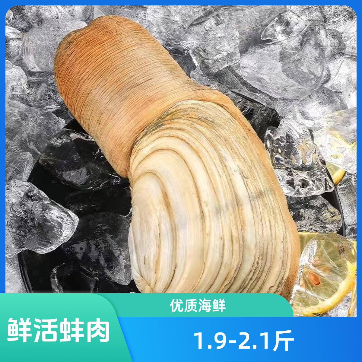 鲜活象拔蚌约1.9-2.1斤/只