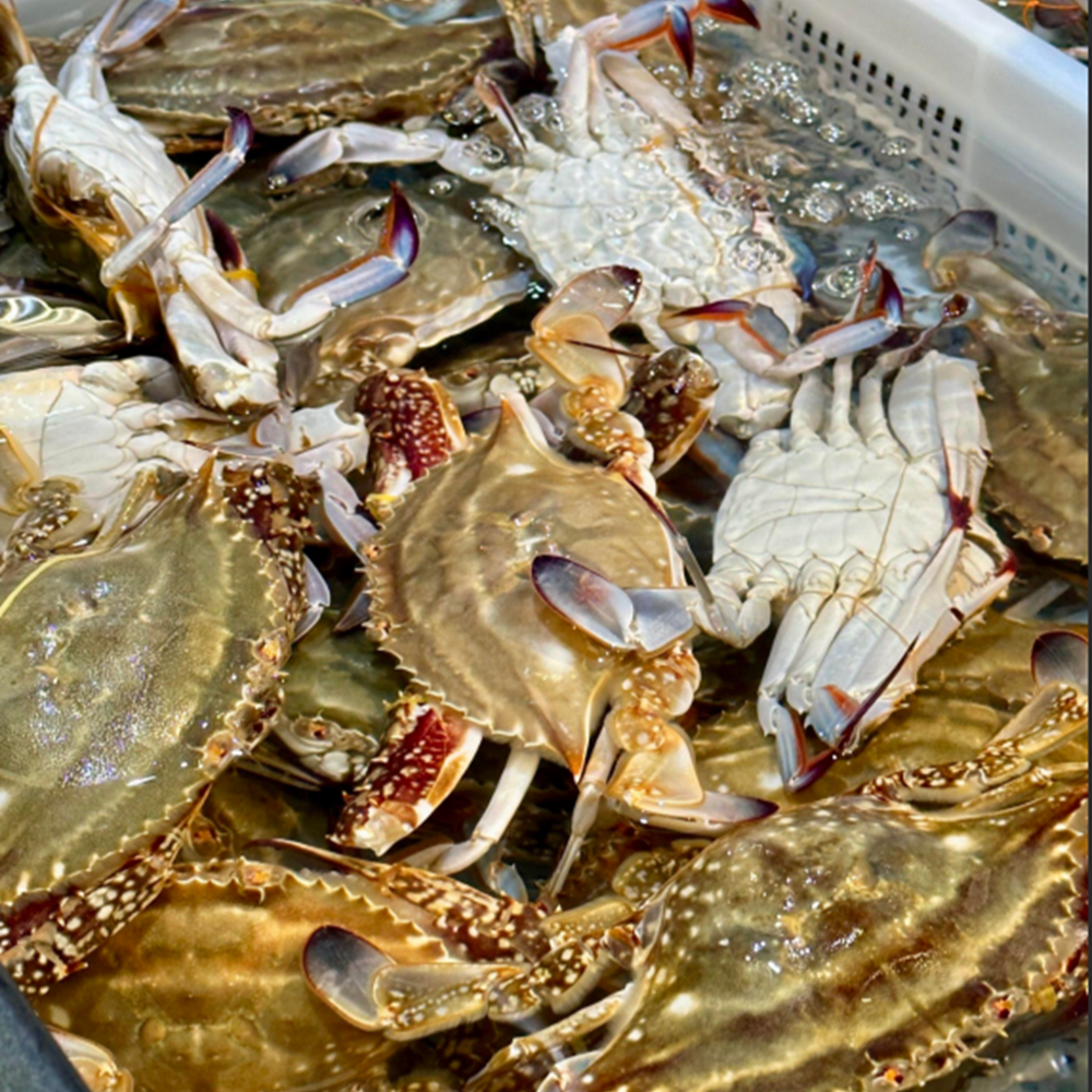 江蟹 约500g/份 清蒸红烧皆宜 家常海鲜臻选