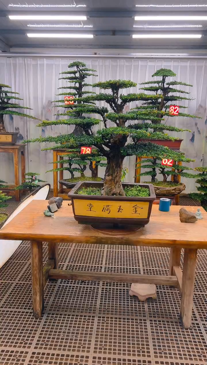 无花朵海*精品盆景直播间一物一拍