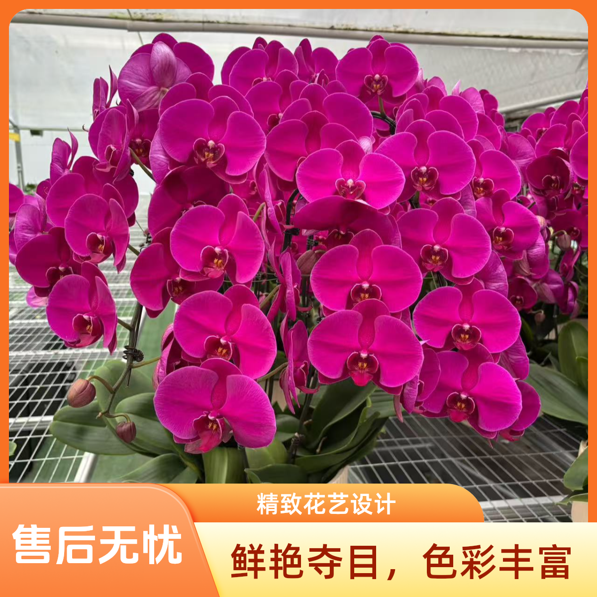 大辣椒组盆 （以直播间展示为主）仅限北京地区拍