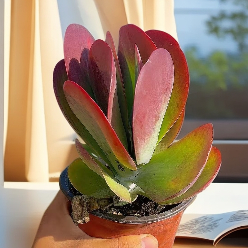 唐印（脱土发） 多肉【满15包邮】 以直播间为准  