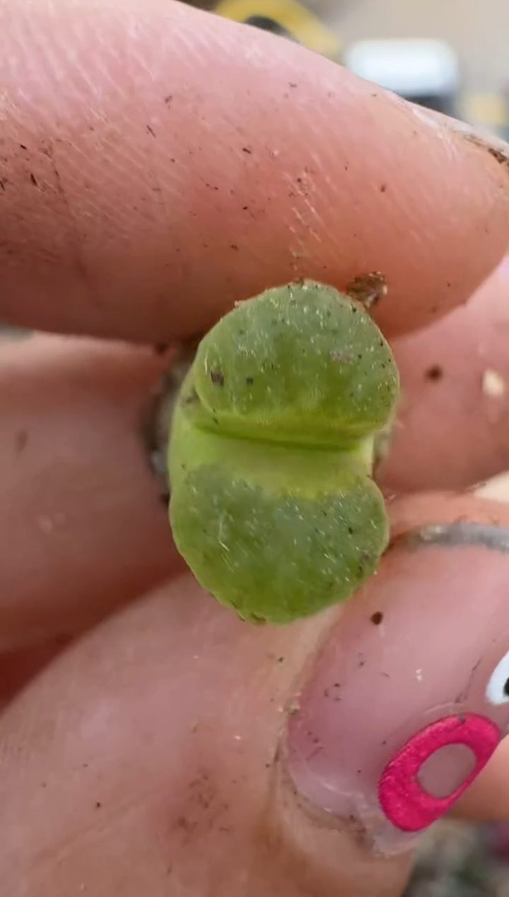 【闪购商品】16-190