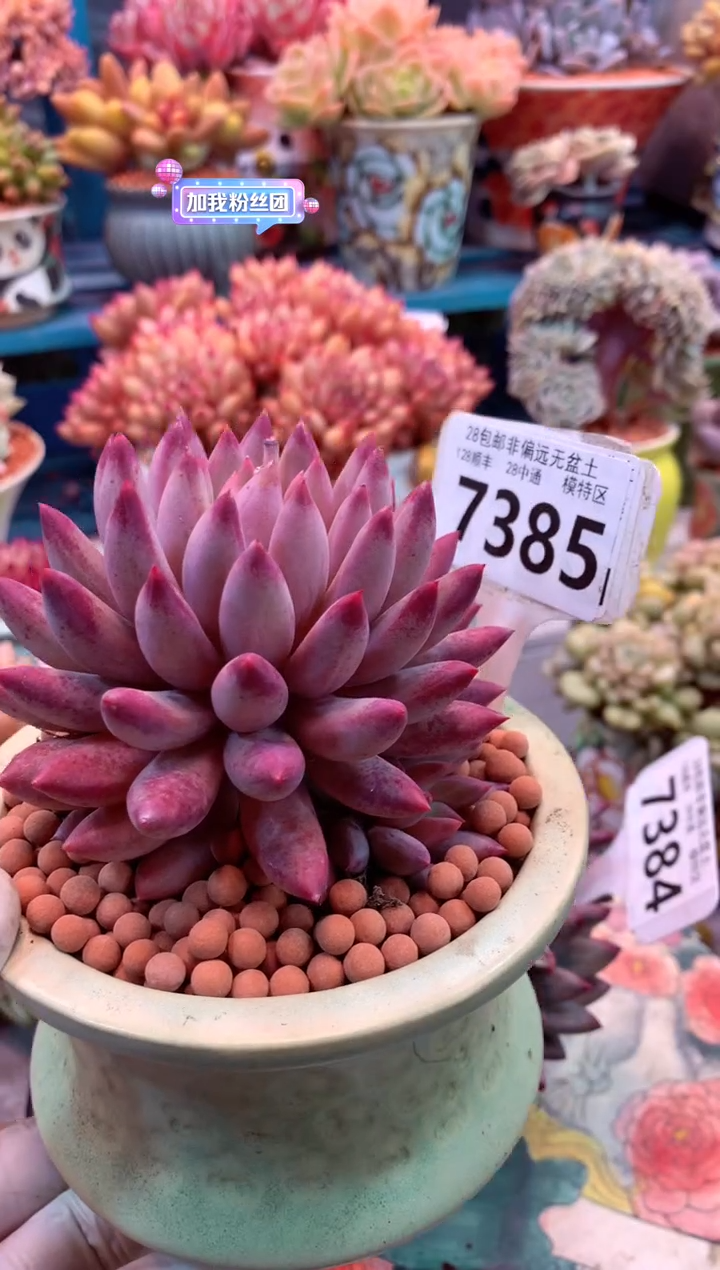 虞美人7385（一物一拍，精品多肉，w所见即所得 ）