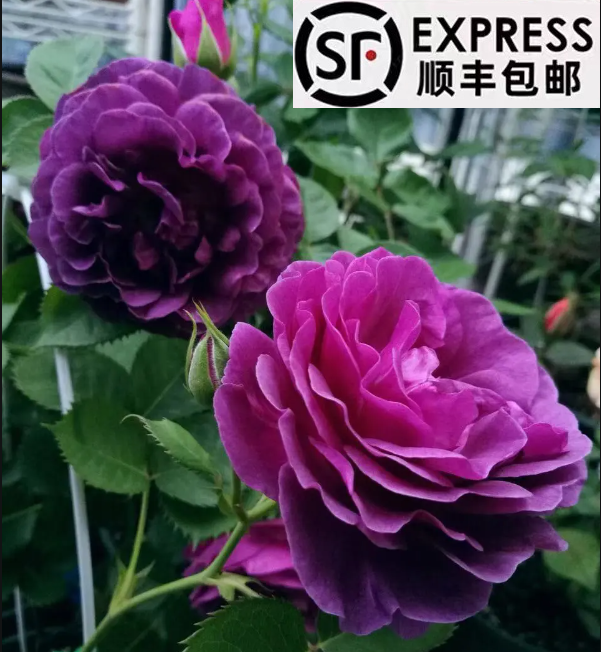 比利时 1.2-1.5米 爬藤月季大花浓香型庭院阳台种植盆栽地栽四季