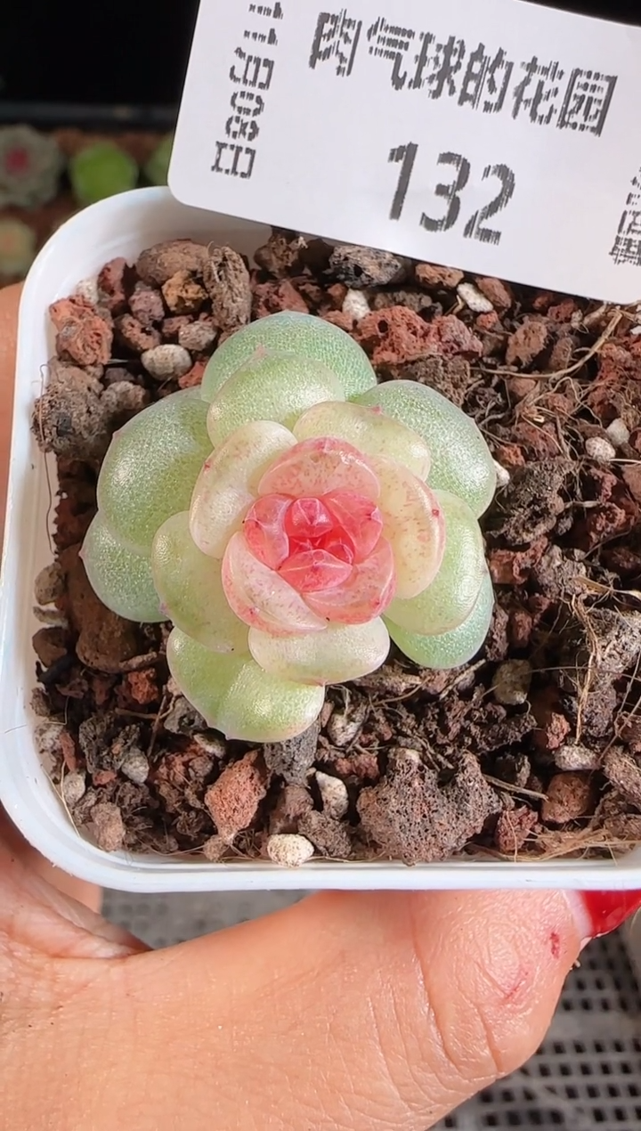 1108-132紫烟麦秆群不包整