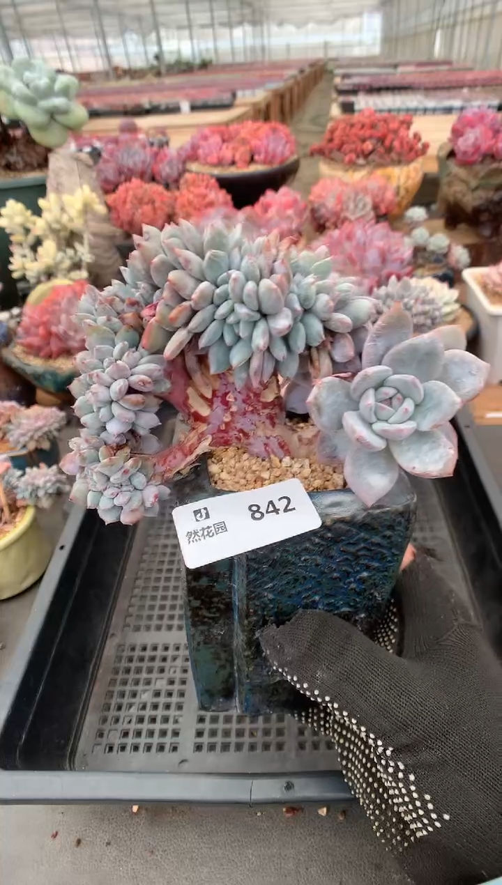 842星影缀一物一拍