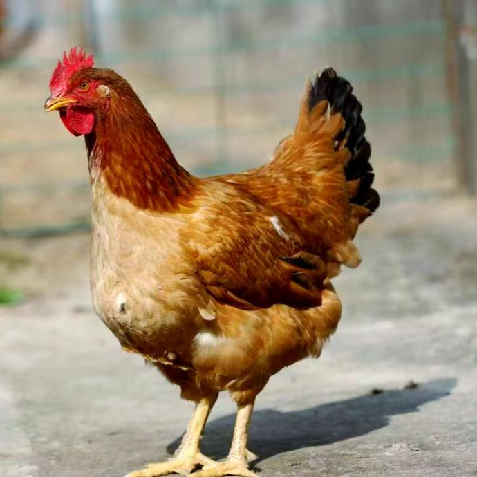 裕宁  宠物鸡  发活的 每只3斤左右 3只鸡