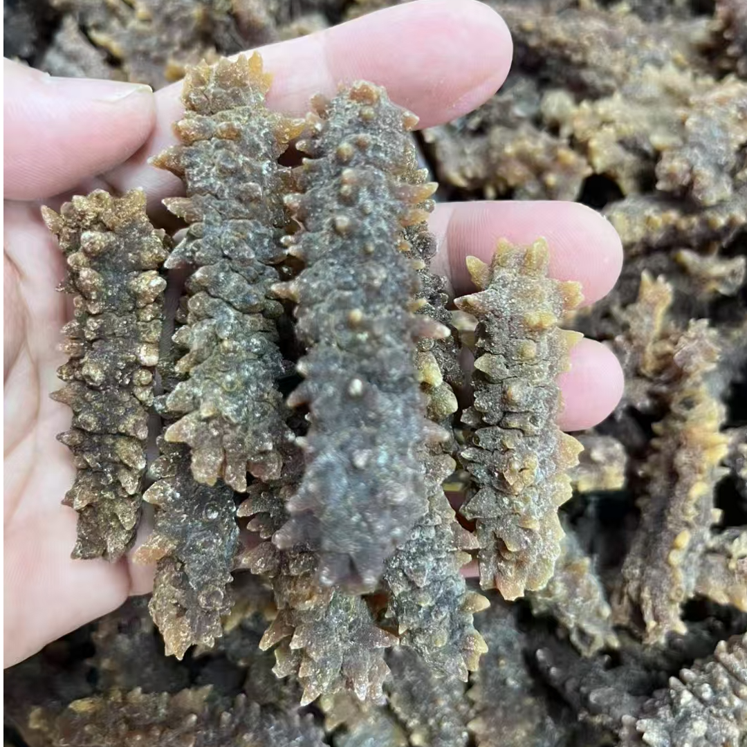 刺王参（非非）65头（精选A货）