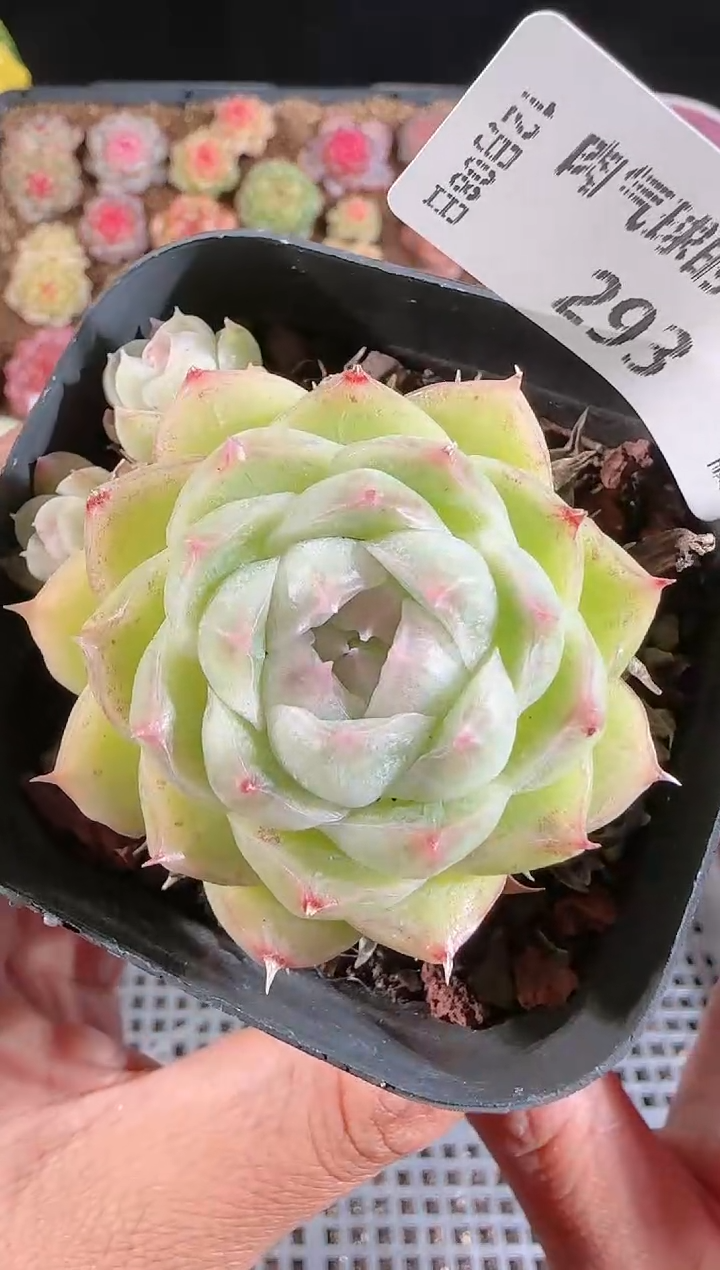 1208-293多肉群生不包整