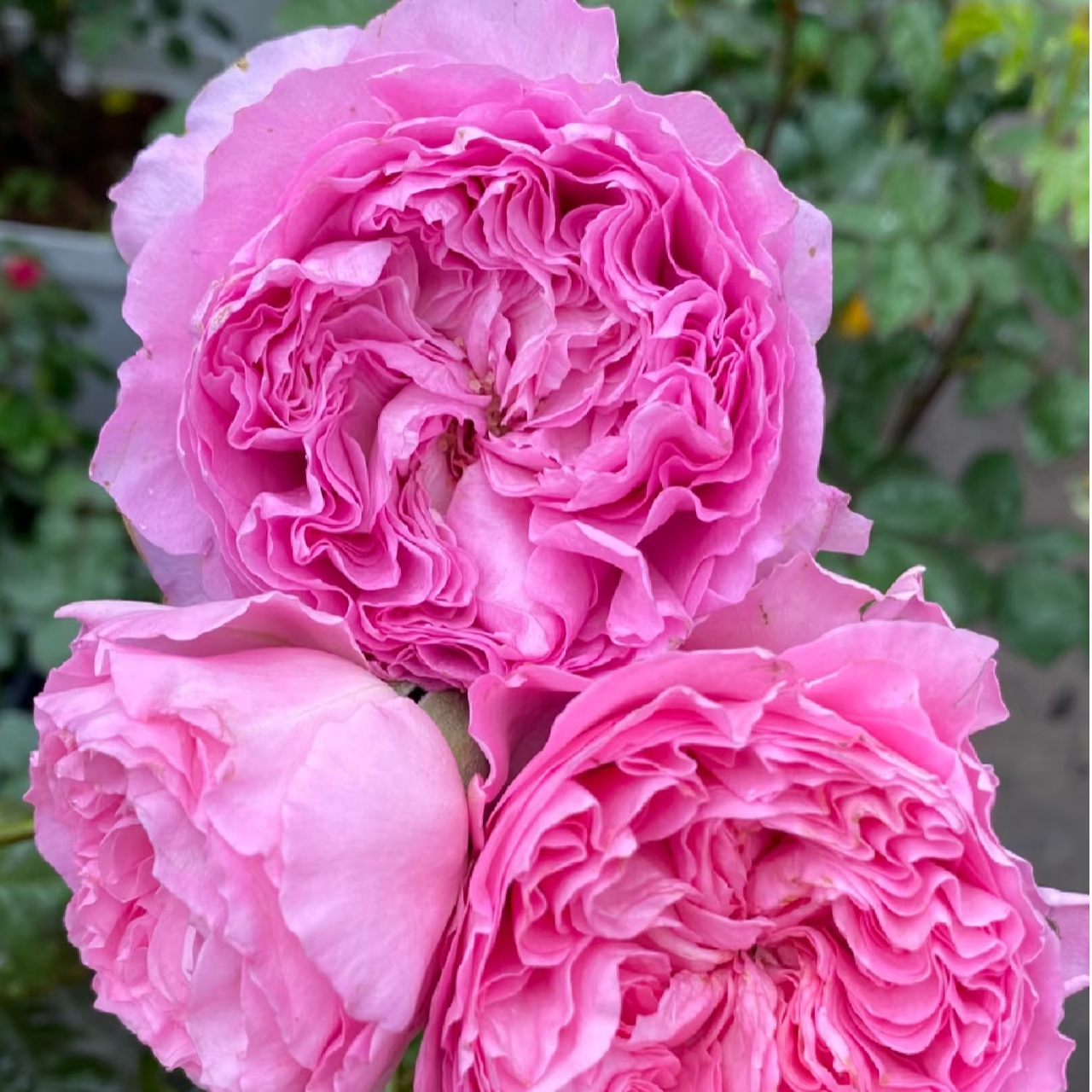 【公主蕾丝】灌木月季丰花多头淡香粉色室内阳台种植