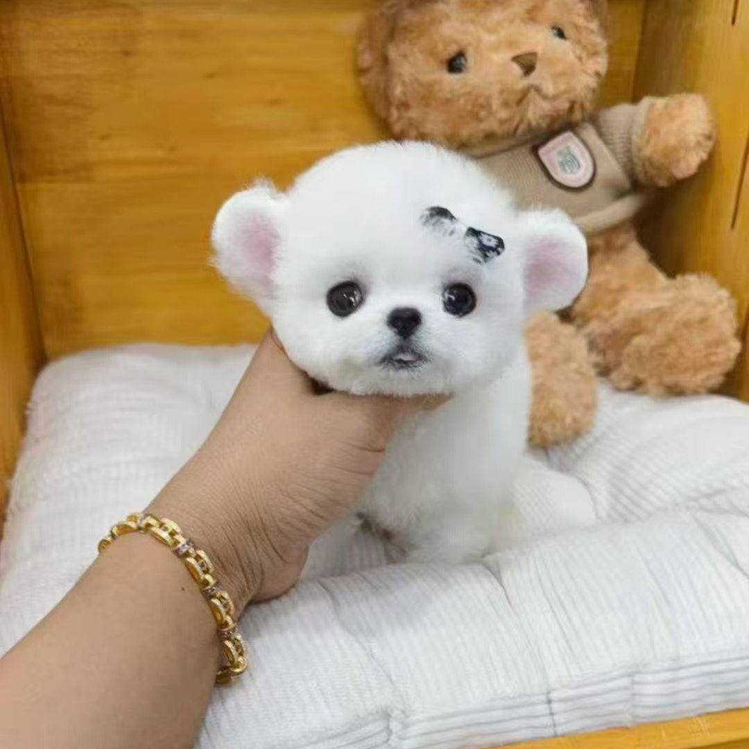 韩系幼崽比熊狗狗活体