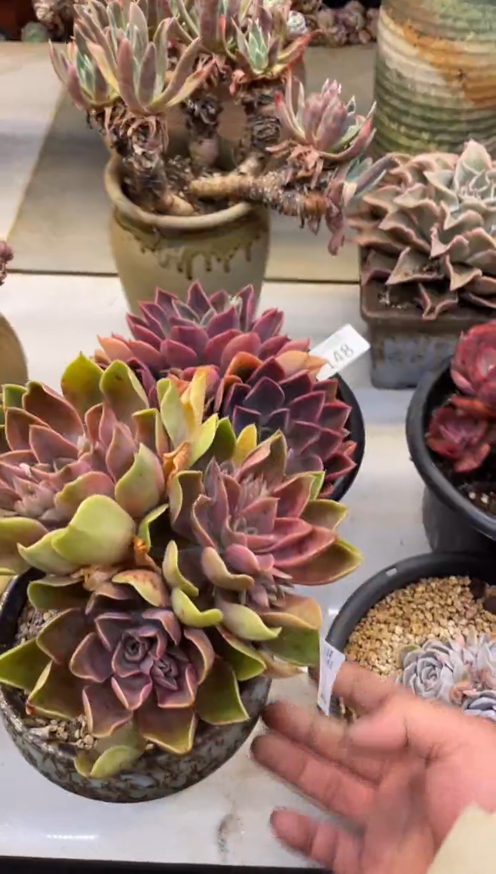 【闪购商品】151紫气东来