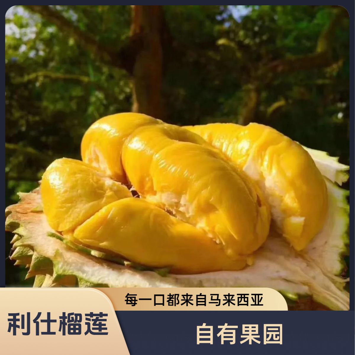 D197猫山王 马来西亚树熟 贵阳榴莲同城配送/核大核小/一果一重/新鲜榴莲当月果猫山王马来西亚