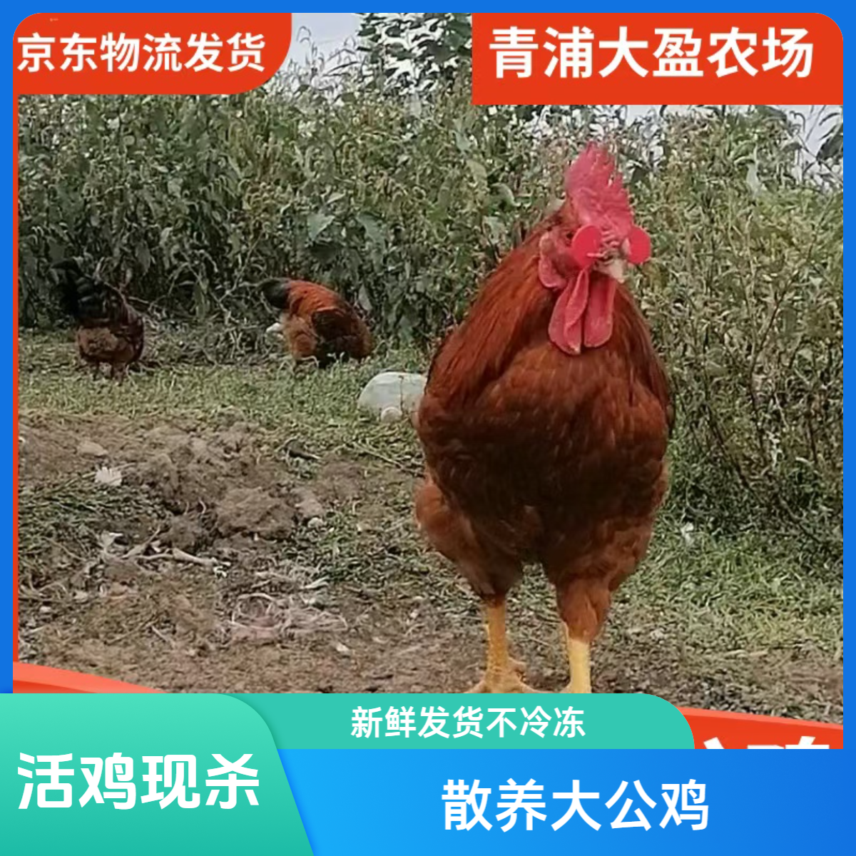 毛重5斤净堂4斤以上上海青浦大盈正宗散养土公鸡当天下单次日中午送达大公鸡