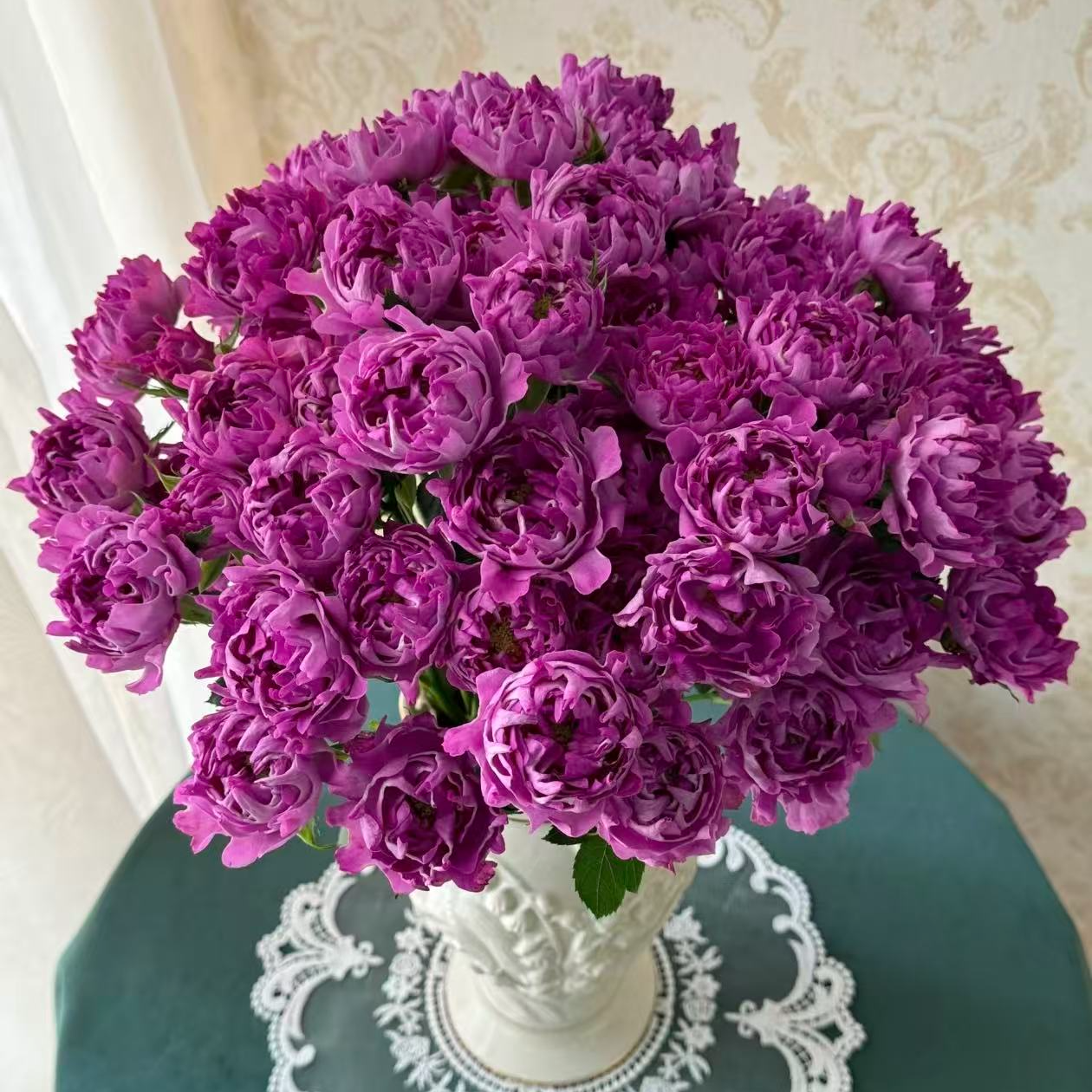 梅子海葵--多头玫瑰 花型独特