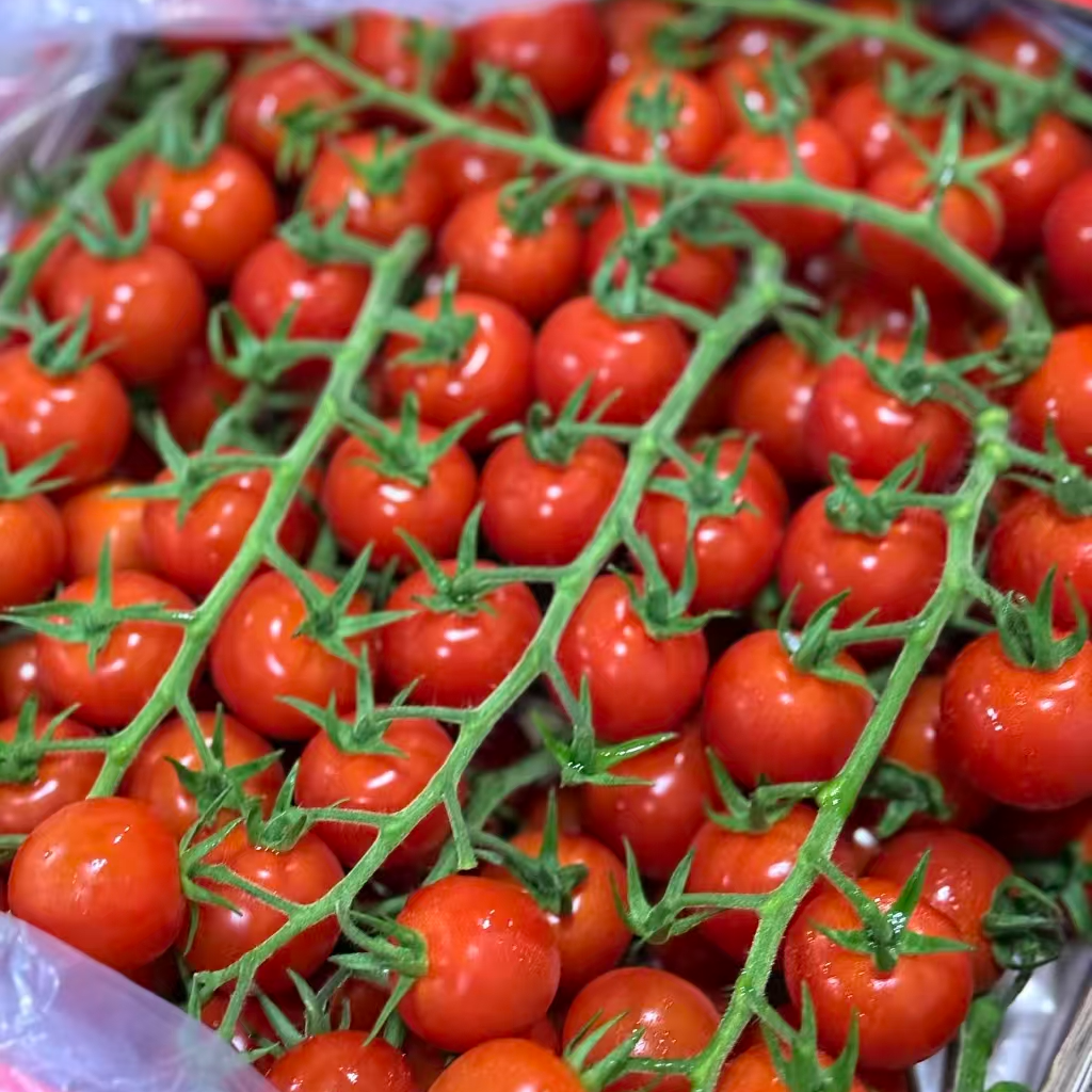 枝存串番茄   口感爆汁  味道浓郁串枝番茄吉林省