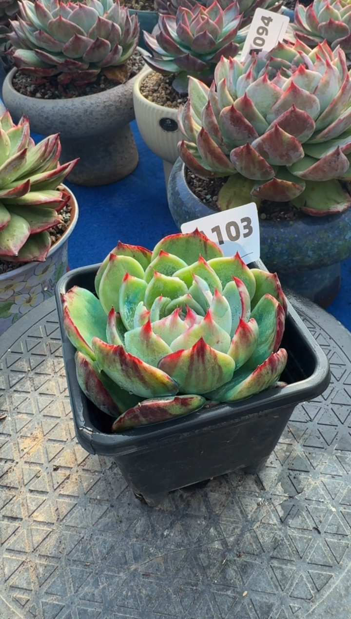 【闪购商品】A103惊鸿仙子（裸根发货）