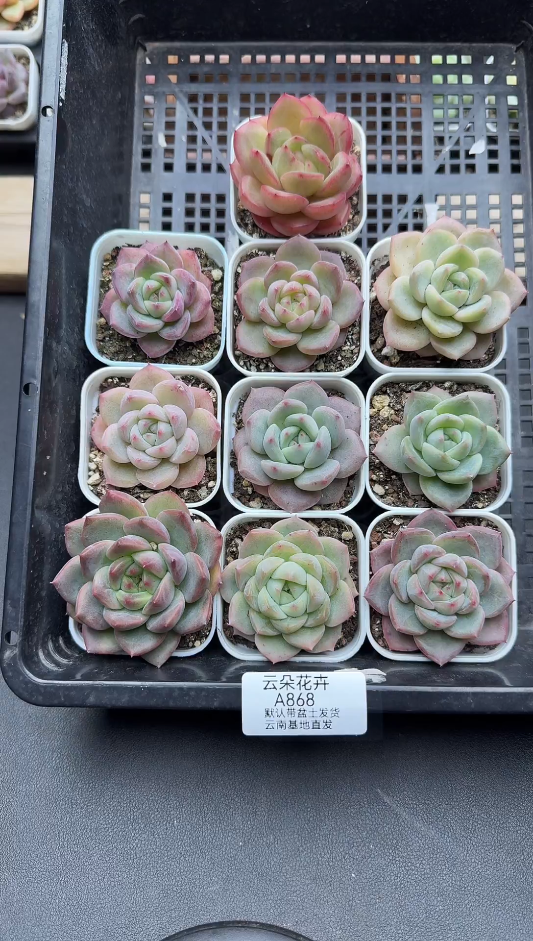 珍妮杂交多肉A868