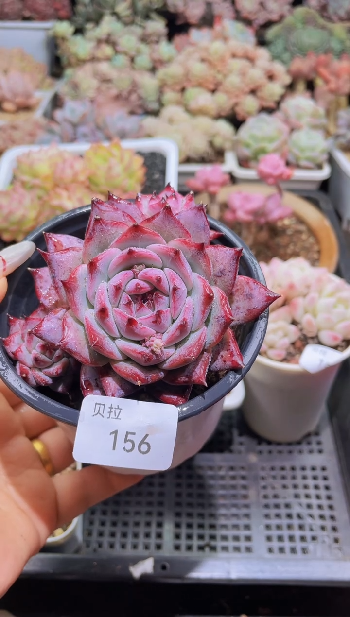 【闪购商品】156红辣糖群生