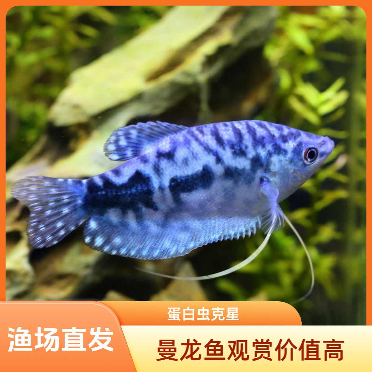黄蓝曼龙鱼蛋白虫克星淡水耐养冷水观赏鱼无需打氧适合新手