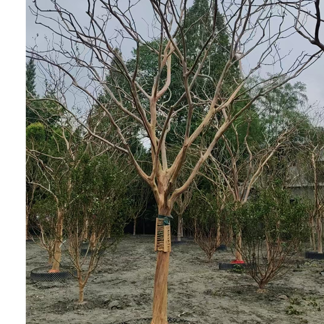（vip一物一拍）川红紫薇树绿植庭院花园盆景地栽紫薇花树苗直播