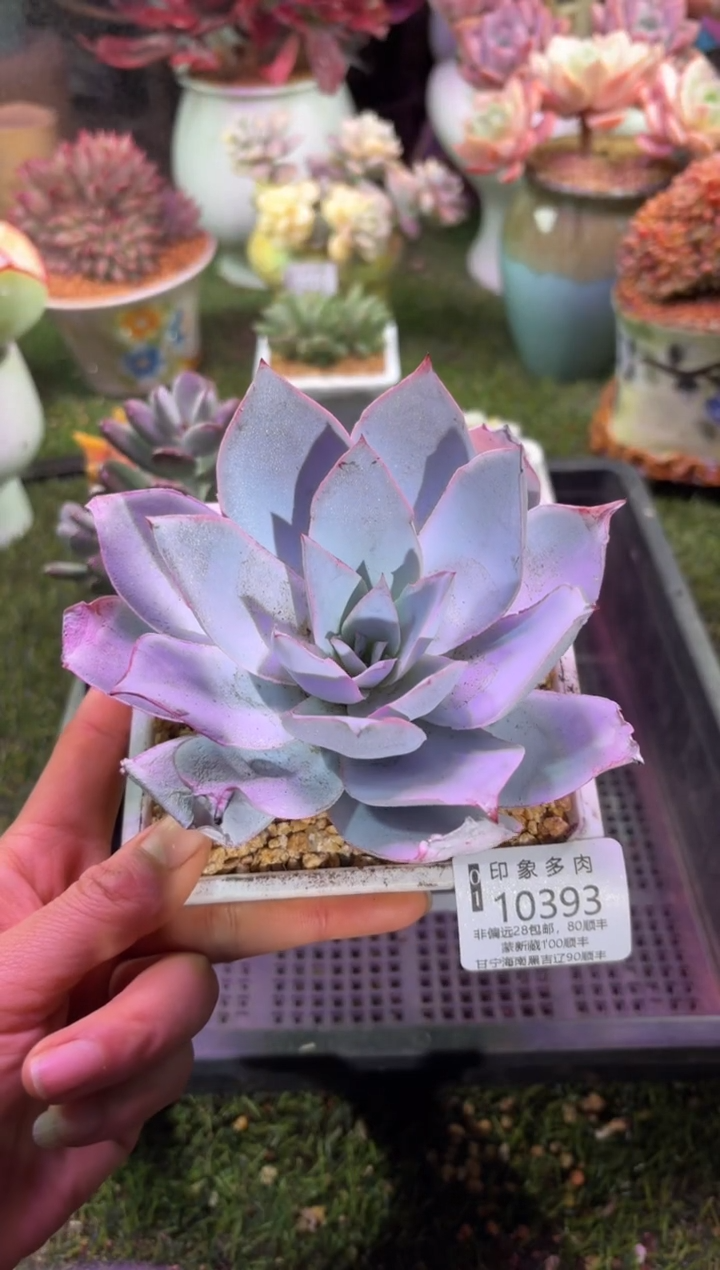 【闪购商品】10393