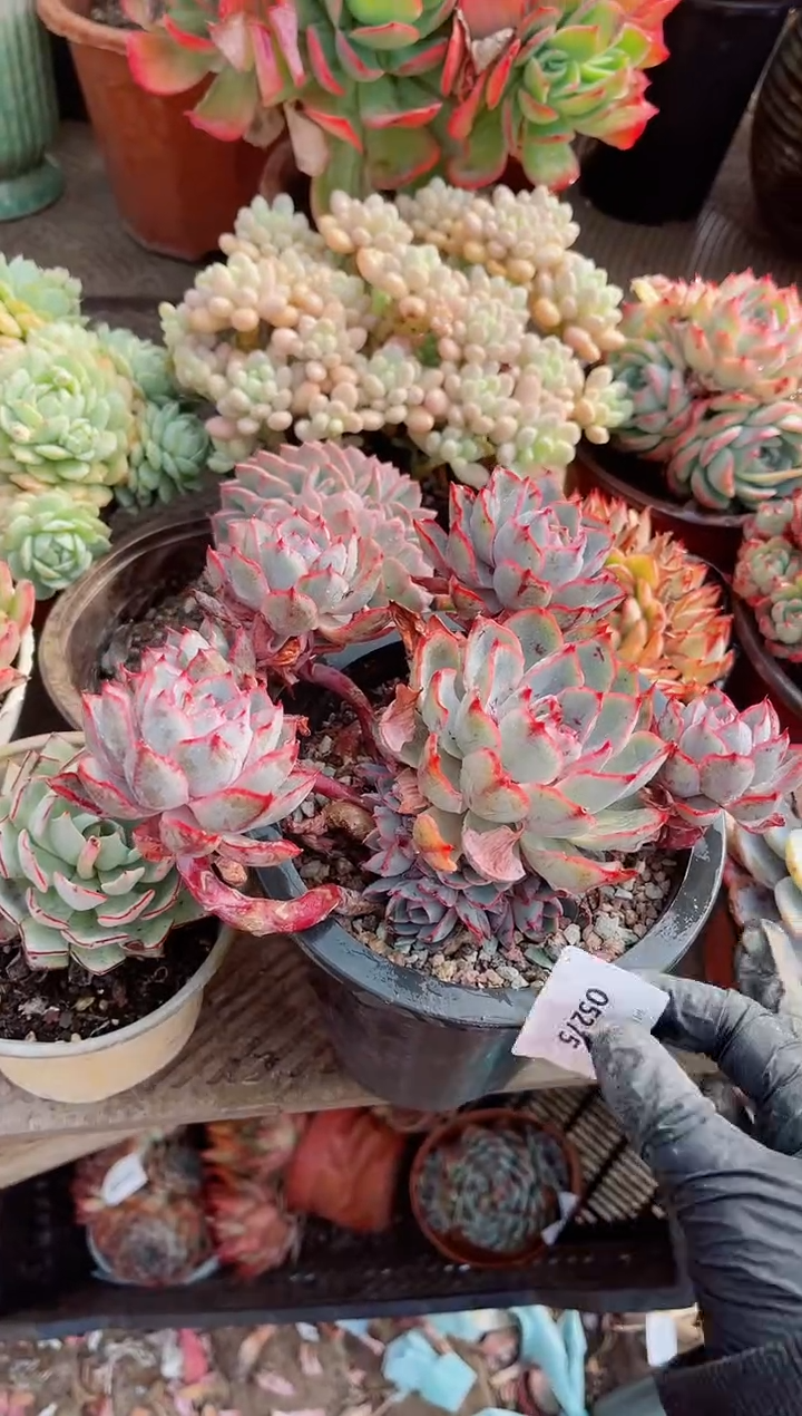 【闪购商品】05275