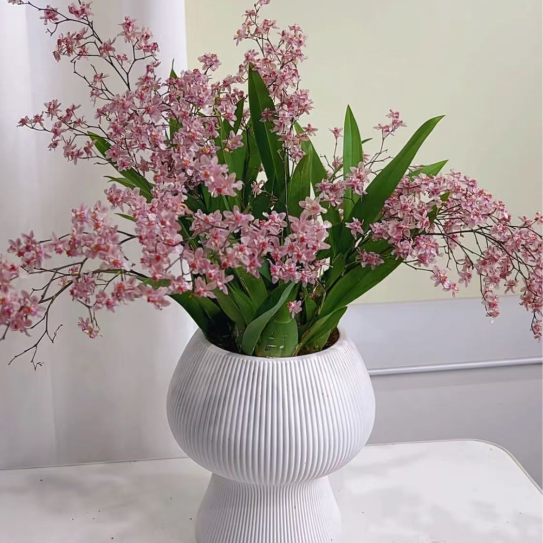 【送花盆】粉色梦香兰6-11支花剑室内家庭绿植桌面盆栽香兰花好养