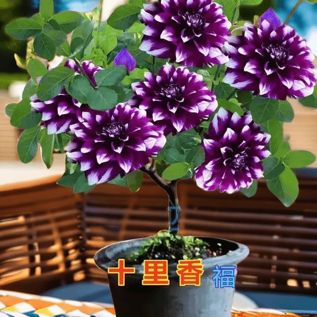 浓香型十里香稀有四季开花耐热芳香名贵栽培盆栽好养耐活花卉盆栽