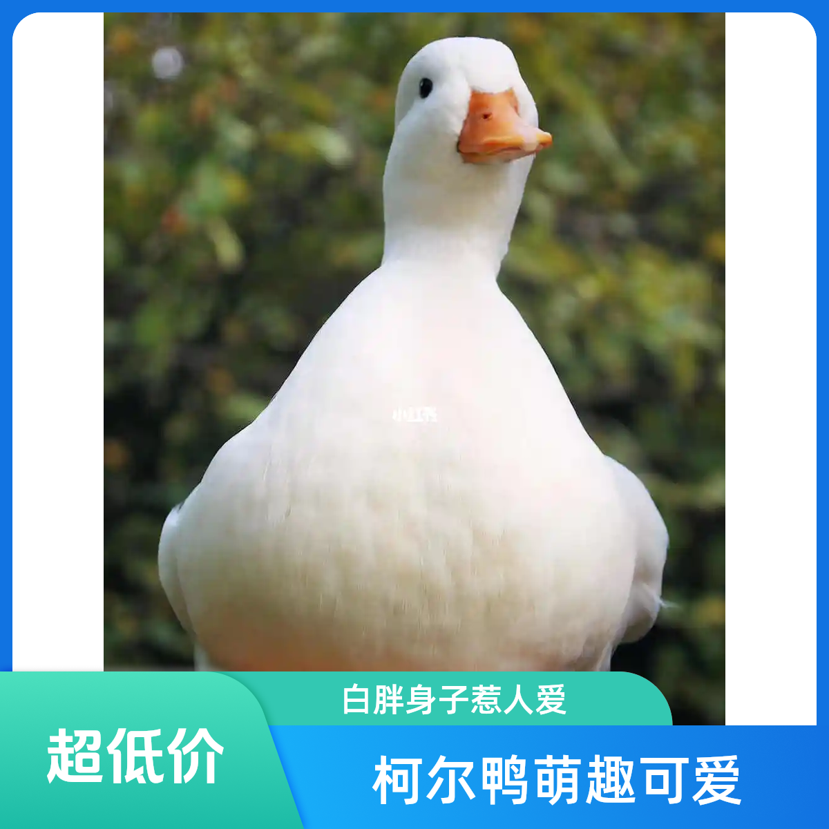 网红宠物鸭柯尔鸭观赏鸭顺丰发货适合家养
