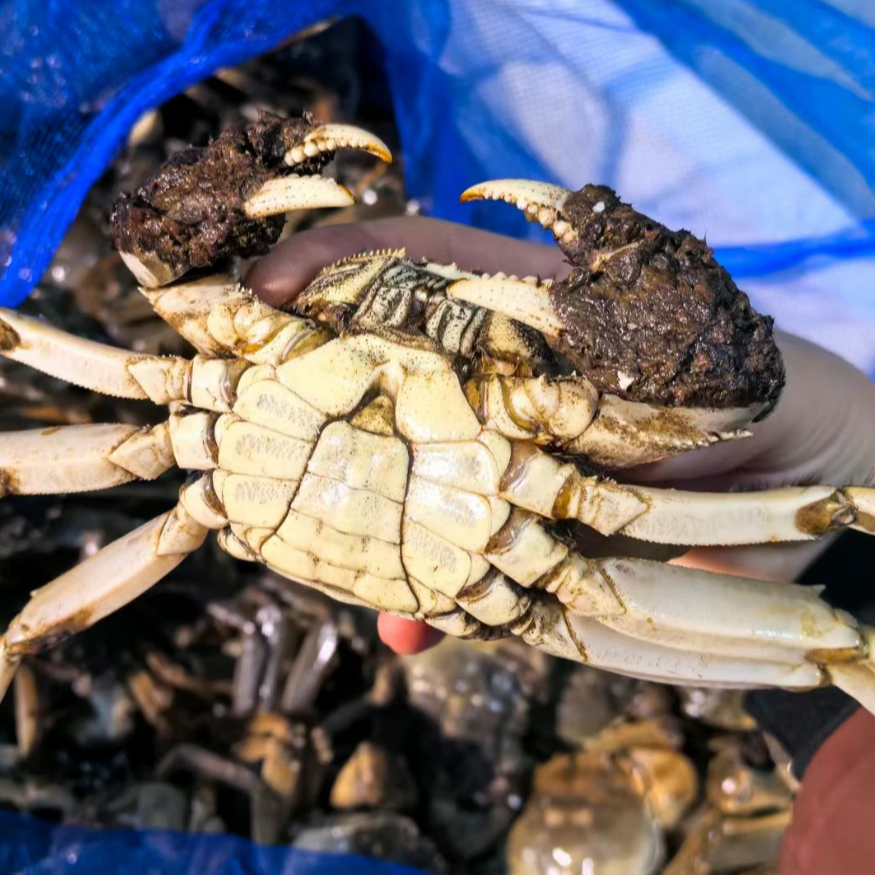 不吃腿拍（活蟹）辽河大闸蟹公蟹3两-3.3两7只